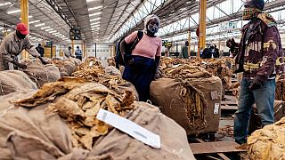 Le Zimbabwe bat un record avec ses ventes de tabac