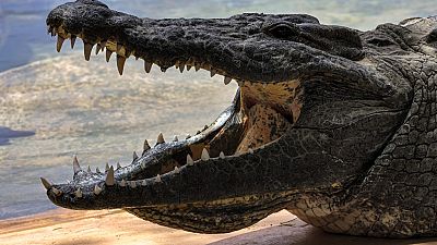 Namibia to sell 40 crocodiles following rise of human attacks