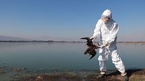 A technician of the National Service of Health, Safety and Agrifood Quality (Senasica) holds a dead bird at an undisclosed location along Mexico's coast.