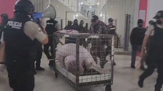 Ekvador polisinin hapishanede yaptığı aramada iki domuz ve dövüş horozları bulundu