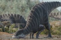 العثور في تشيلي على بقايا ديناصور لم يُرصَد وجوده في أميركا الجنوبية