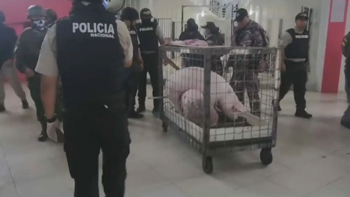 الشرطة تعثر عل خنزيرين في سجن إكوادوري