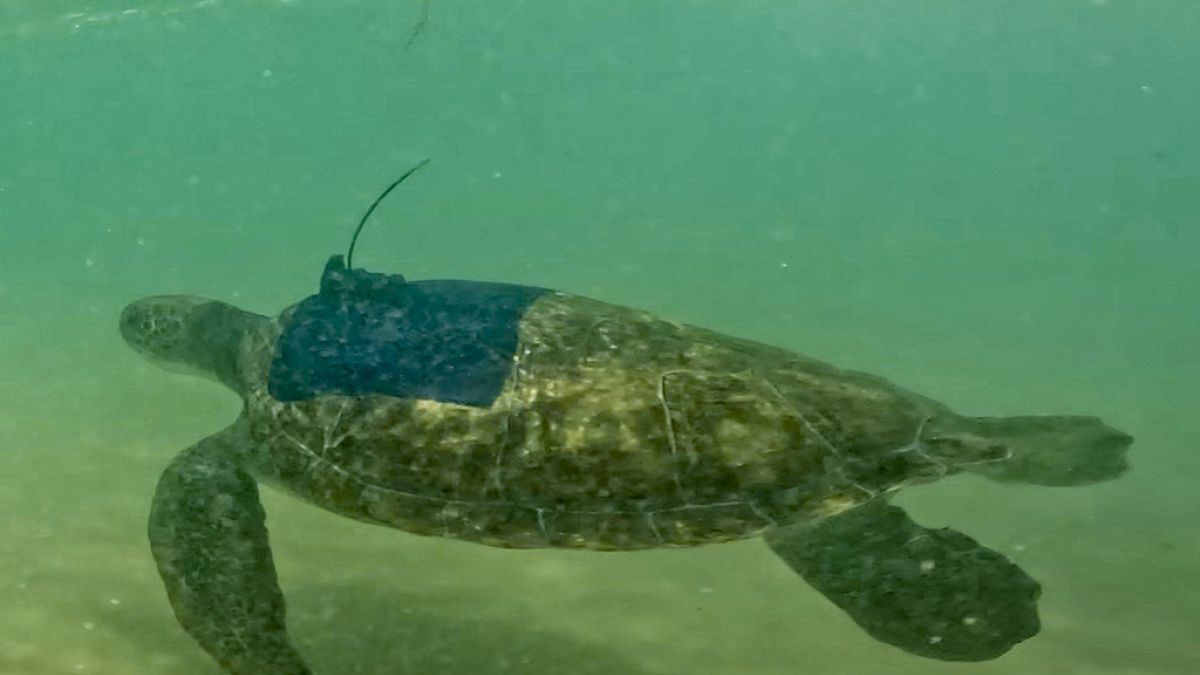 Schildkröte nach Krankenhausaufenthalt wieder im Meer