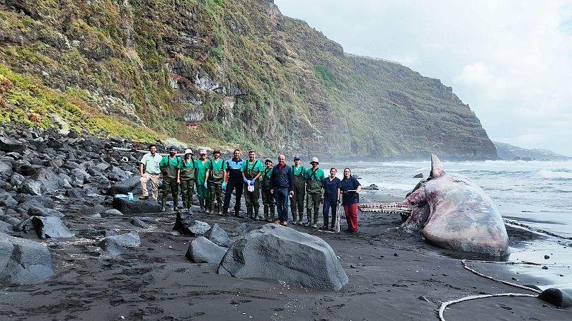 Antonio Fernández and his team perform the necropsy of a sperm whale on a beach in the Canary Islands.
