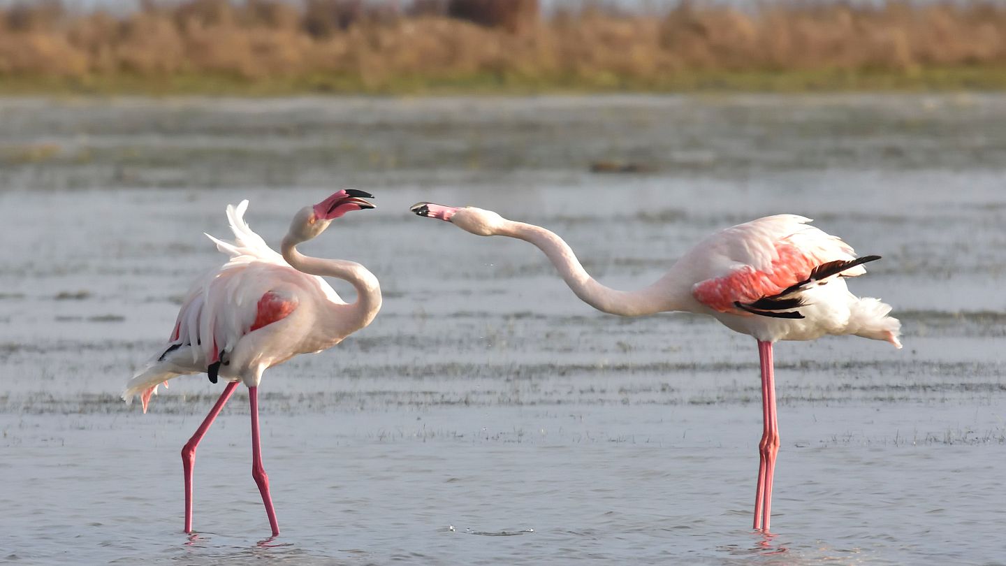 Flamingos forced to find new habitat as Spain drought dries up wetlands |  Euronews
