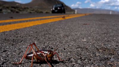 a Mormon cricket crosses Pyramid Highway north of Sparks, Nevada.
