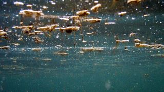 Ostreopsis fotografado debaixo de água