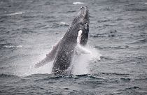 Caça à baleia suspensa na Islândia