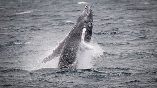 Caça à baleia suspensa na Islândia