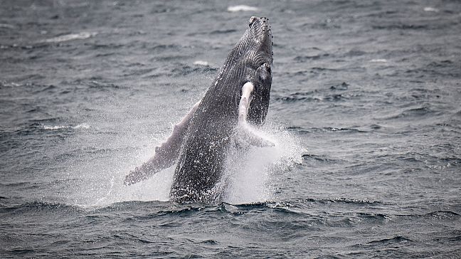 Is Iceland Banning Whaling? Animal Rights Groups 'thrilled' To See ...