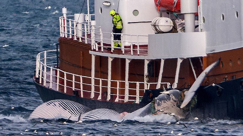 Is Iceland Banning Whaling? Animal Rights Groups 'thrilled' To See ...