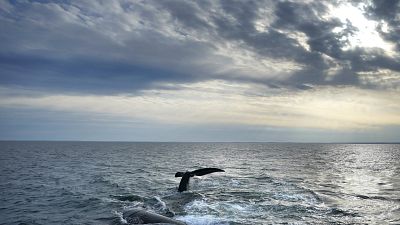 Une baleine franche de l'Atlantique Nord.