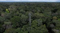 برج سيكون جزءًا من مجمع أبراج لرش ثاني أكسيد الكربون في الغابات المطيرة شمال ماناوس - البرازيل> 2023/05/23