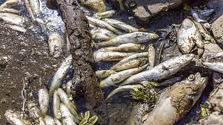 Tote Fische in der Oder (Aufnahme vom 11. 8. 2022)