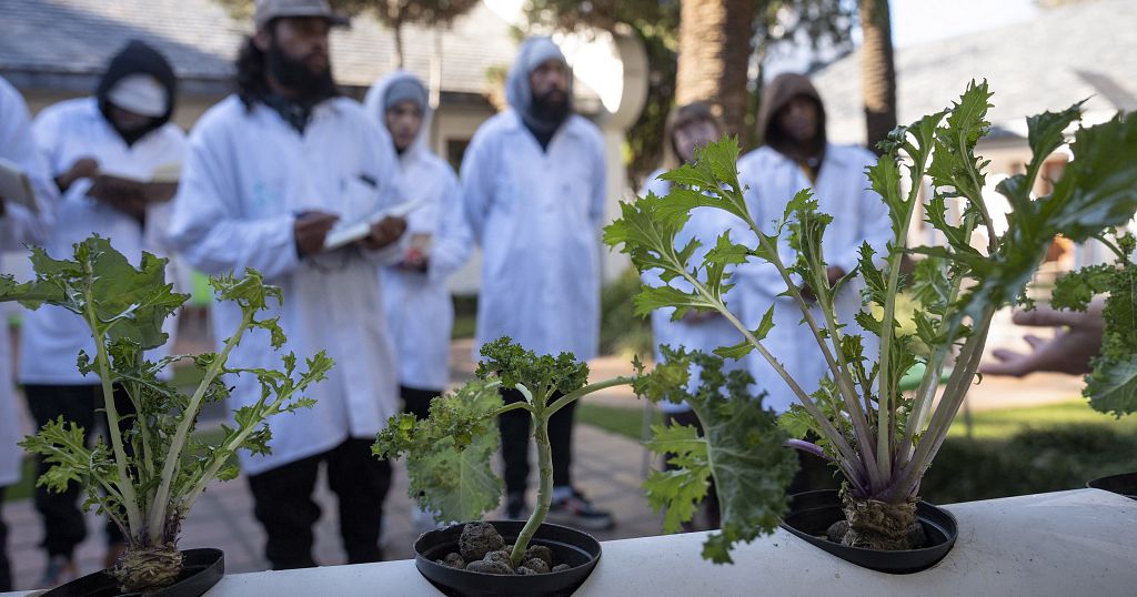 ‘A cannabis academy’ bets on South Africa’s pot potential