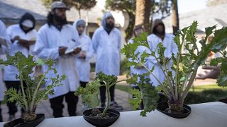 'A cannabis academy' bets on South Africa's pot potential