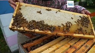 Colónia de abelhas