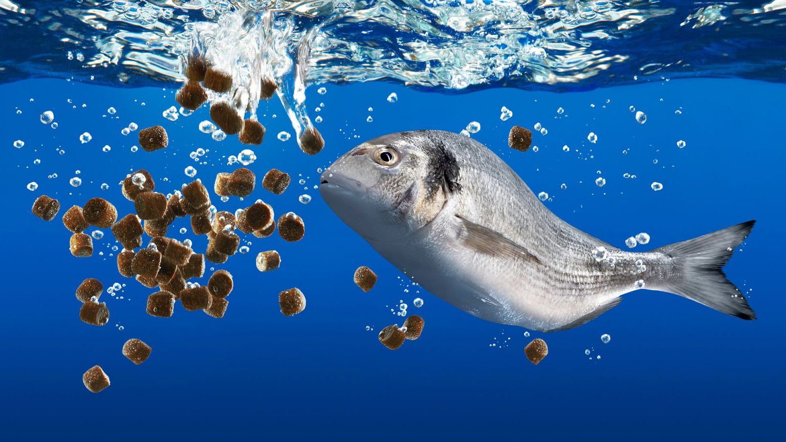 Fish ‘don’t smile’ but does that mean they don’t feel?