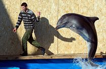 آموزش دلفین در کریمه
