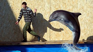 آموزش دلفین در کریمه