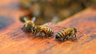 النحل في خلية في الفناء الخلفي لجامعة ماريلاند الأمريكية. 2023/06/23