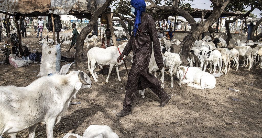 Unrest in Senegal impedes sheep herders ahead of Aid-al-Adha