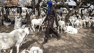Unrest in Senegal impedes sheep herders ahead of Aid-al-Adha
