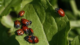 Eine Gruppe von Marienkäfern auf einem Blatt