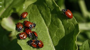 Ladybugs cluster on a leaf.