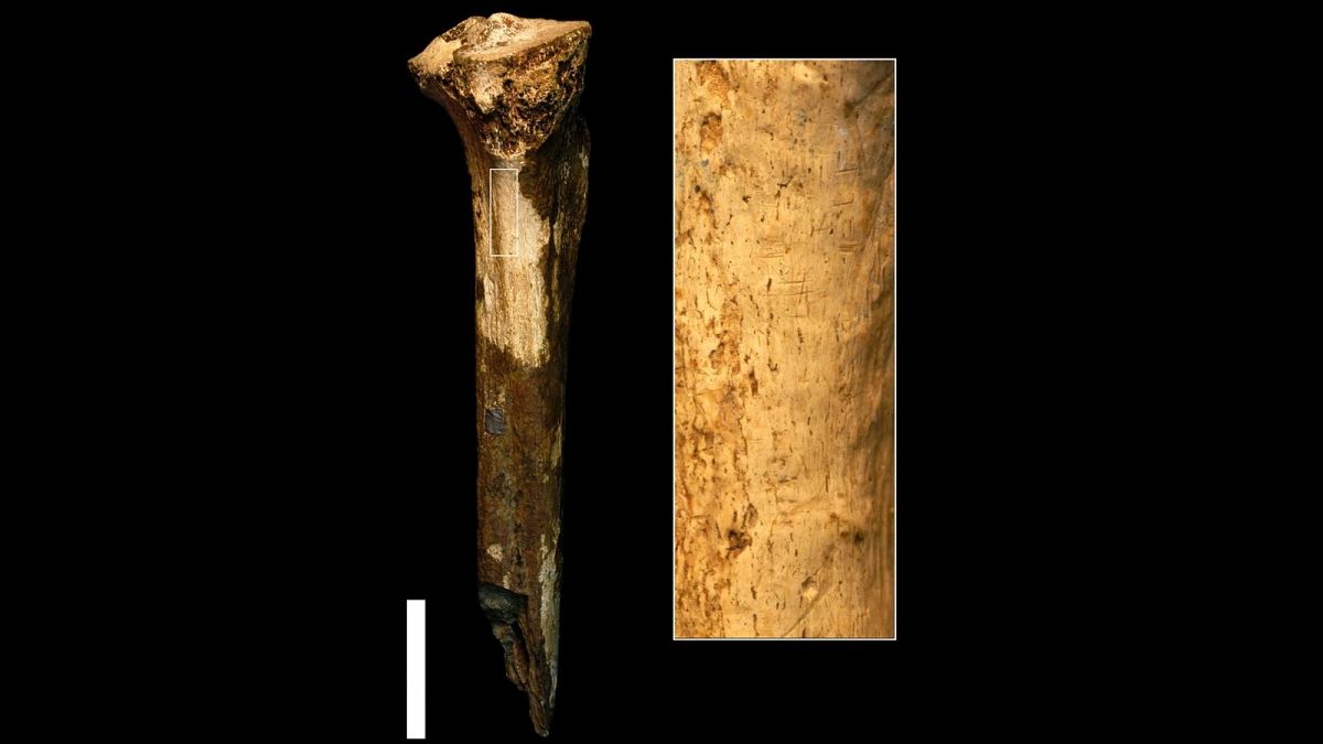 استخوان کشف‌شده متعلق به ۱.۴۵ میلیون سال پیش