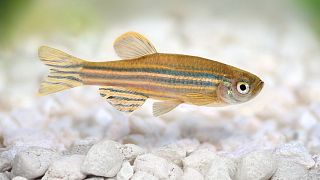 Image shows a zebrafish. Scientists at the Institut Pasteur are using the fish to research the progression of deadly cancers like glioblastoma.