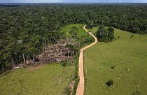 ARCHÍV - tehenek egy nemrég kiirtott erdő helyén a Chico Mendes kitermelő rezervátumban, Acre államban, Brazíliában, 2022. december 6-án