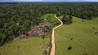 ARCHÍV - tehenek egy nemrég kiirtott erdő helyén a Chico Mendes kitermelő rezervátumban, Acre államban, Brazíliában, 2022. december 6-án