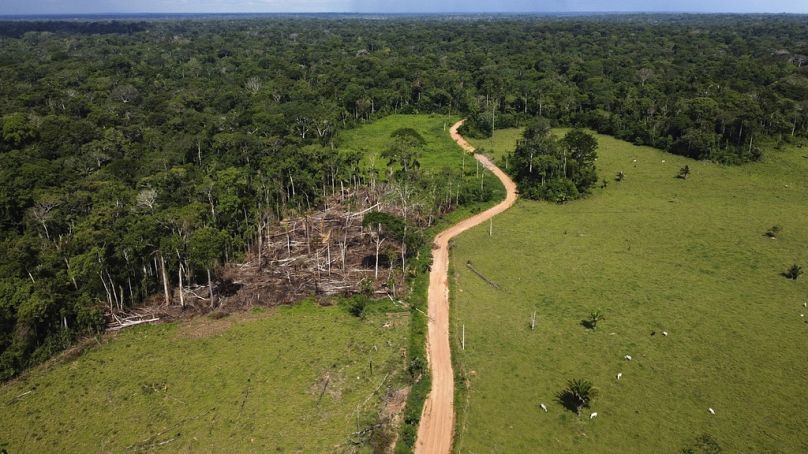 Cows roam an area recently deforested in the Chico Mendes Extractive Reserve, Acre state, Brazil