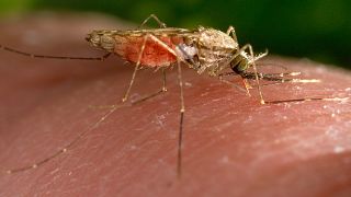 This 2014 photo made available by the U.S. Centres for Disease Control and Prevention shows a feeding female Anopheles gambiae mosquito.
