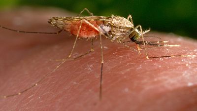 This 2014 photo made available by the U.S. Centres for Disease Control and Prevention shows a feeding female Anopheles gambiae mosquito.