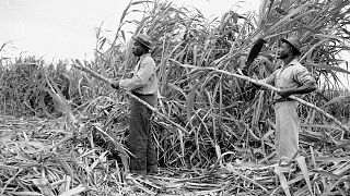 کارگران سیاه‌پوست جامائیکایی در مزارع نیشکر فلوریدا مشغول کارند