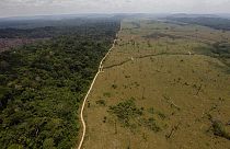 Brezilya'da ormansızlaştırılan Amazon bölgesi