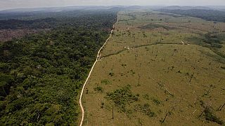 Brezilya'da ormansızlaştırılan Amazon bölgesi 