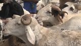 Les chèvres sur le marché d'Abidjan