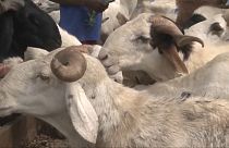 Mercado de cabras, Costa do Marfim
