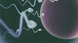 The new AI tool can identify sperm in seconds
