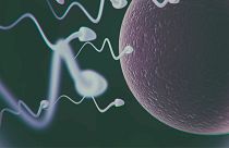 The new AI tool can identify sperm in seconds