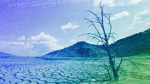 A dead-looking tree is seen on the cracked mud of the dry reservoir bed of Contreras in Valencia, 2006
