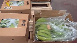 Cocaine found in boxes of bananas
