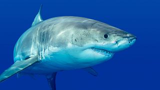 Humans are far deadlier predators than Great White sharks, research has shown.