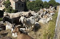 الماعز ترعى العشب بجوار مجمع سكني في غرب ساكرامنتو - كاليفورنيا، الولايات المتحدة، 2023/05/17