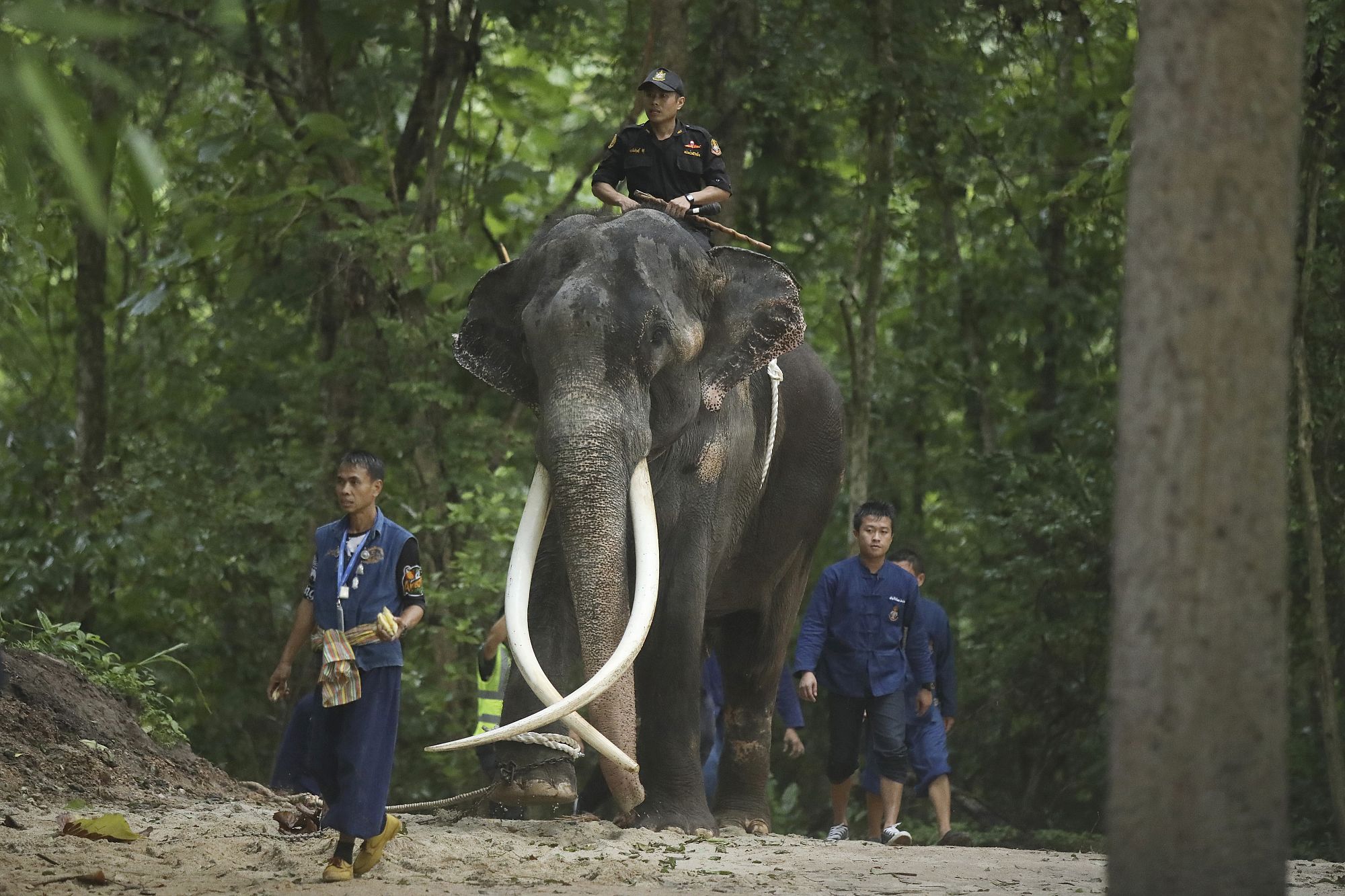 Elephant leaves Sri Lanka and returns to Thailand after diplomatic spat