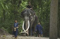 A 29 year old elephant returns home to Thailand after 20 years living in Sri Lanka