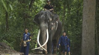 A 29 year old elephant returns home to Thailand after 20 years living in Sri Lanka